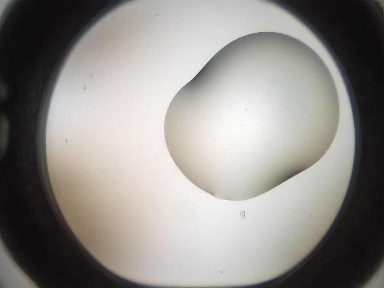 folderID555_plateID2555_batchID12621_wellNum78_profileID1_d1_r194945_ef.jpg