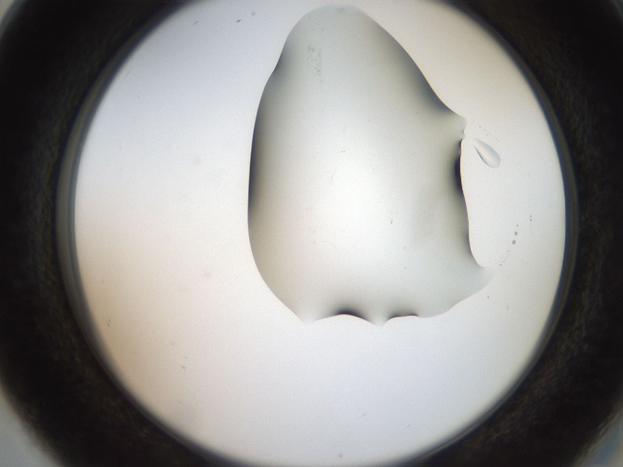folderID555_plateID2555_batchID12621_wellNum80_profileID1_d2_r194950_ef.jpg