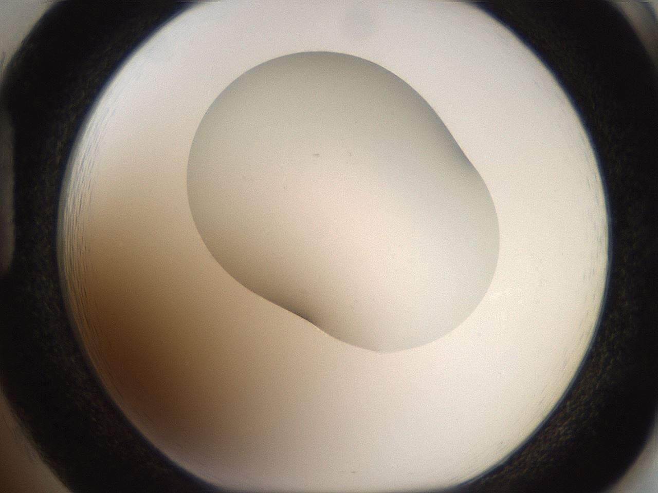 folderID555_plateID2555_batchID12621_wellNum85_profileID1_d1_r194959_ef.jpg