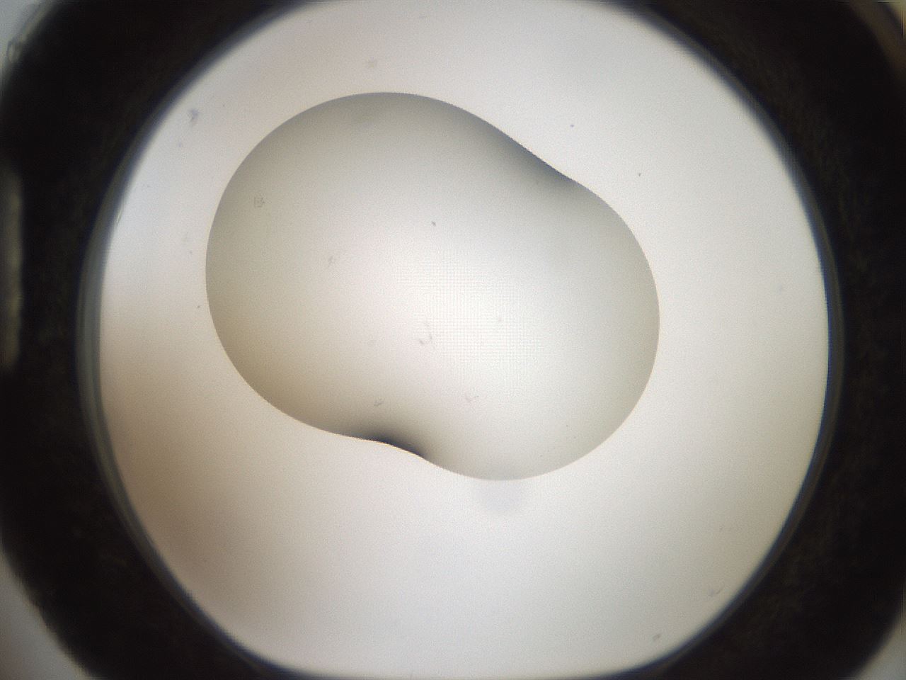 folderID555_plateID2555_batchID12621_wellNum88_profileID1_d1_r194965_ef.jpg
