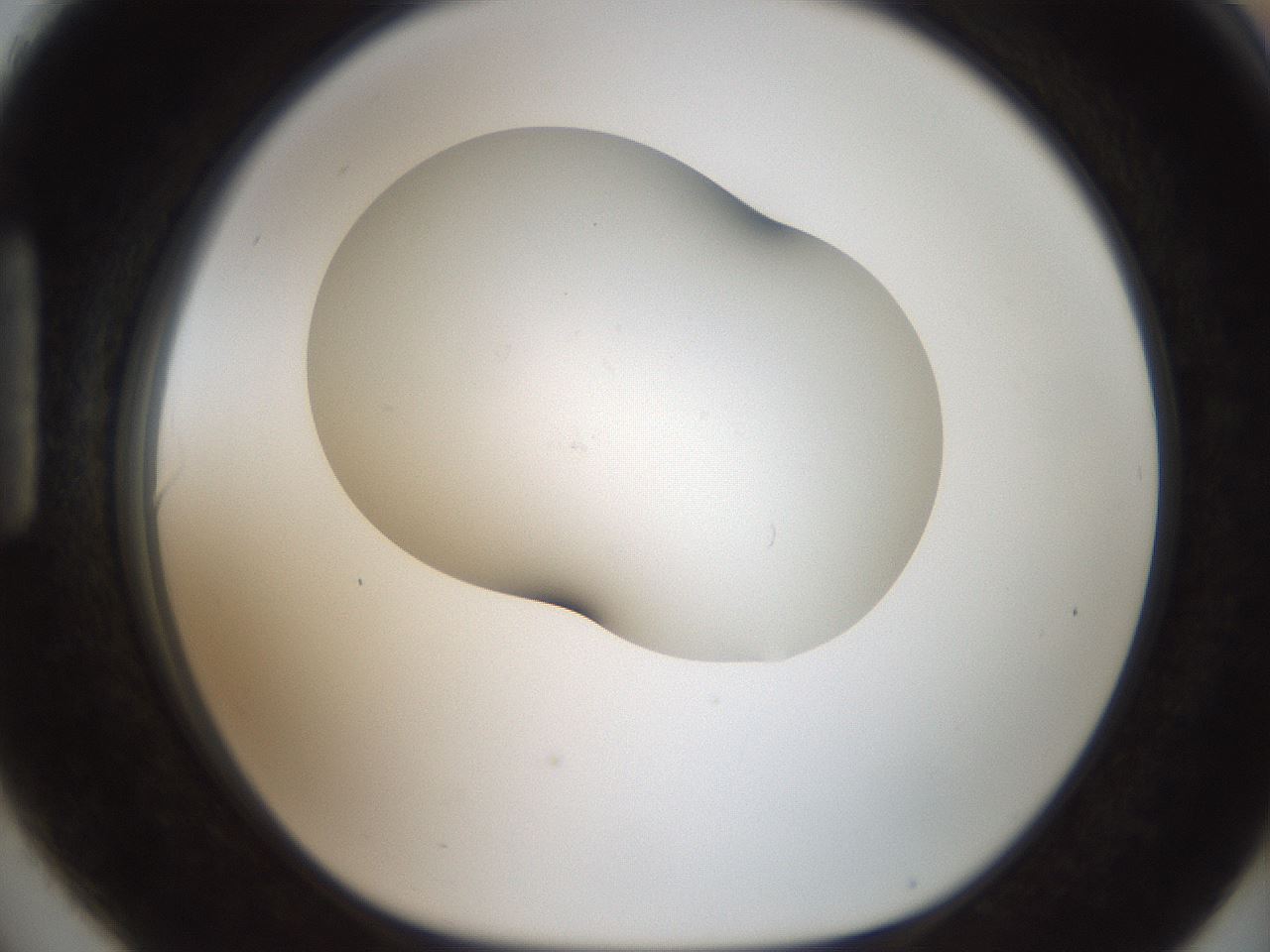 folderID555_plateID2555_batchID12621_wellNum90_profileID1_d1_r194969_ef.jpg