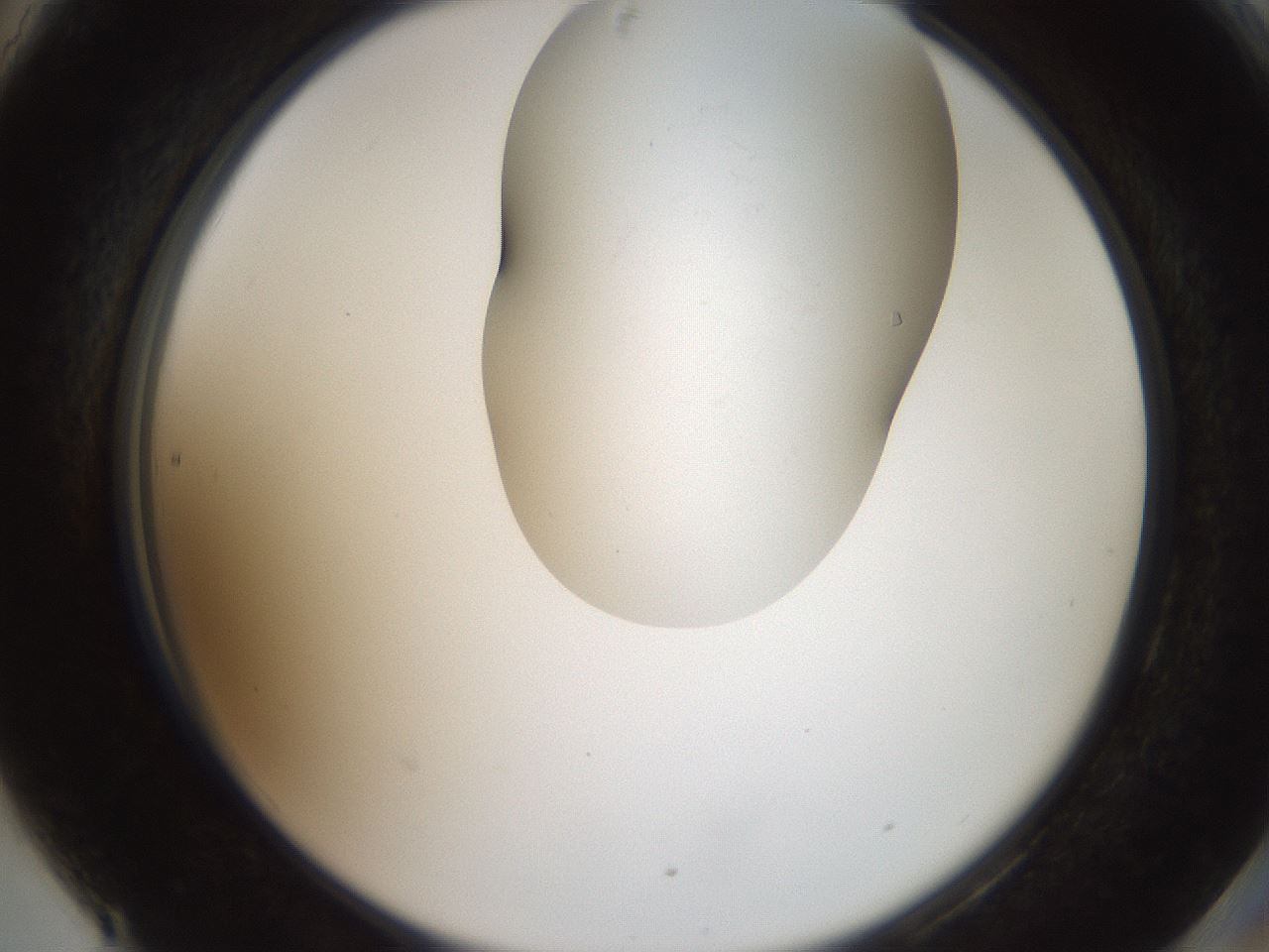 folderID555_plateID2555_batchID12621_wellNum90_profileID1_d2_r194970_ef.jpg