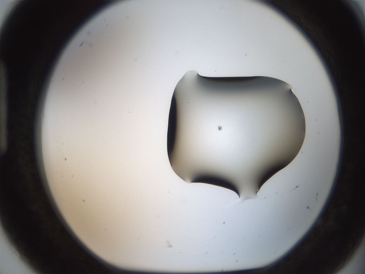folderID555_plateID2555_batchID12621_wellNum92_profileID1_d1_r194973_ef.jpg