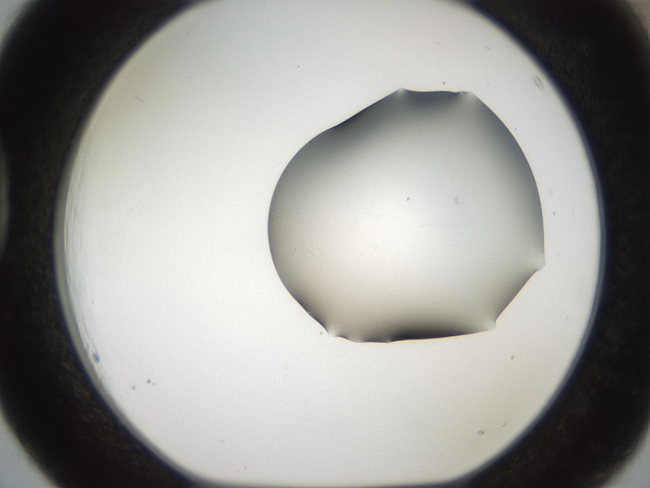 folderID561_plateID2561_batchID12867_wellNum39_profileID1_d1_r195733_ef.jpg