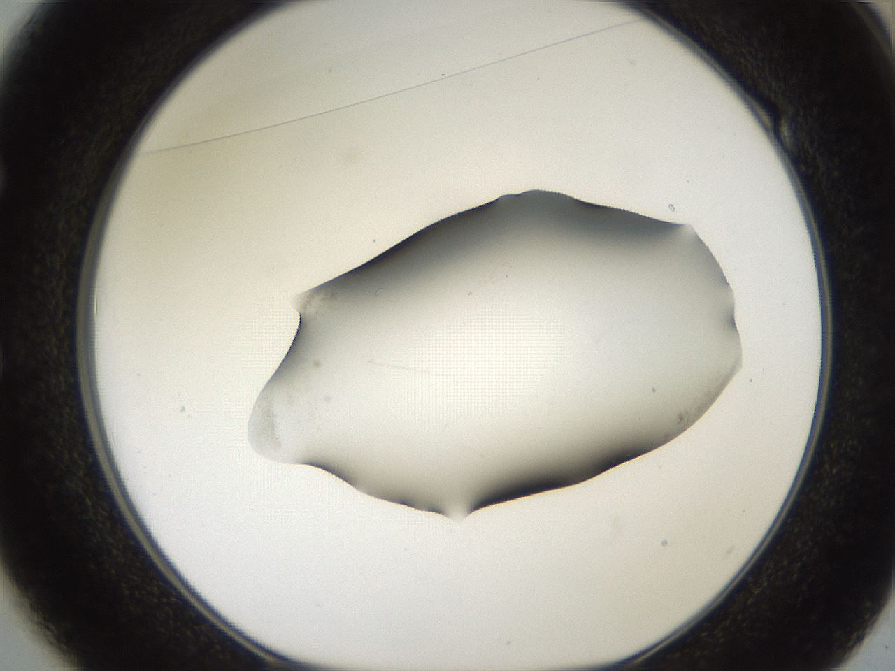 folderID561_plateID2561_batchID12867_wellNum49_profileID1_d1_r195753_ef.jpg