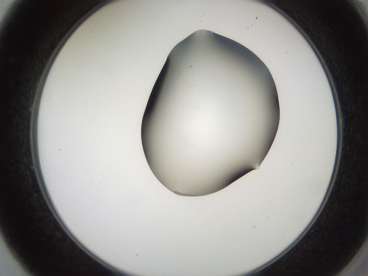 folderID561_plateID2561_batchID12867_wellNum49_profileID1_d2_r195754_ef.jpg