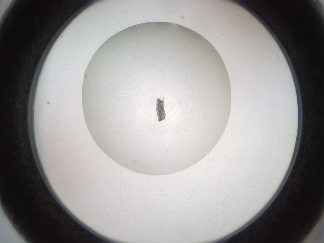folderID561_plateID2561_batchID12867_wellNum50_profileID1_d2_r195756_ef.jpg