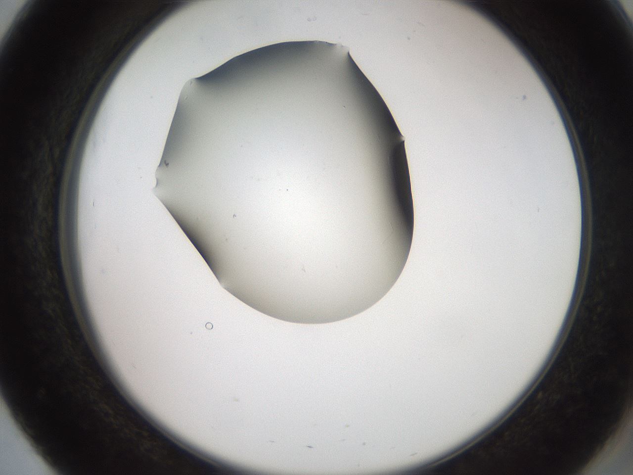 folderID561_plateID2561_batchID12867_wellNum51_profileID1_d2_r195758_ef.jpg
