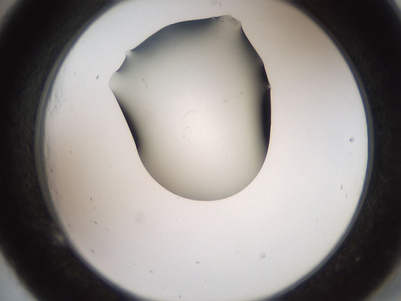 folderID561_plateID2561_batchID12867_wellNum53_profileID1_d2_r195762_ef.jpg