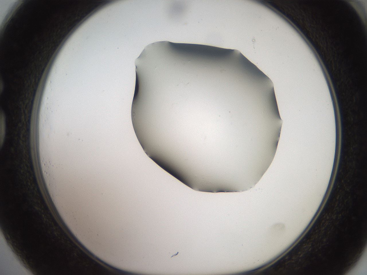 folderID561_plateID2561_batchID12867_wellNum73_profileID1_d1_r195801_ef.jpg
