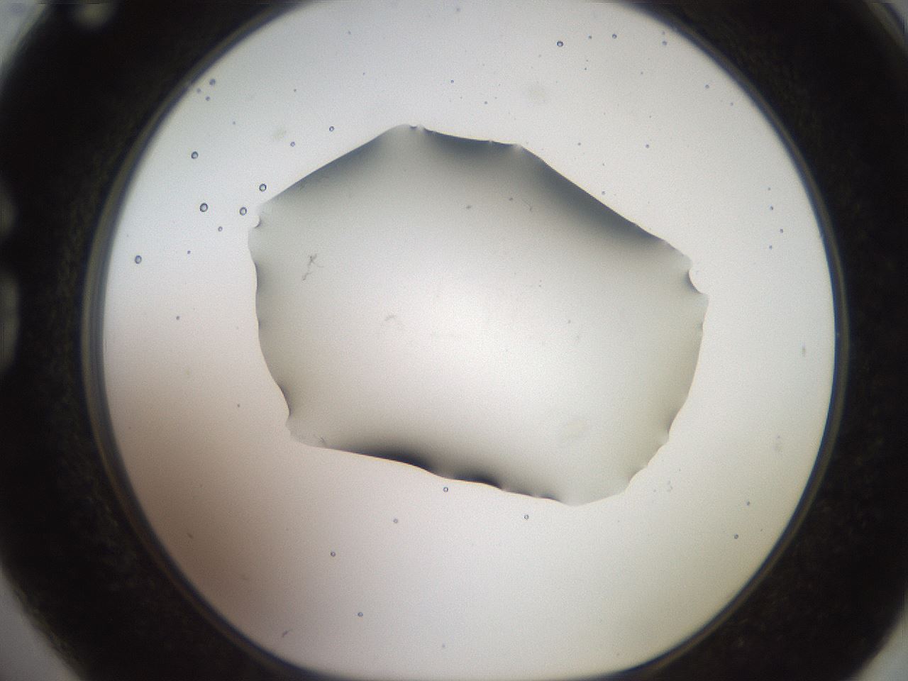 folderID561_plateID2561_batchID12867_wellNum74_profileID1_d1_r195803_ef.jpg