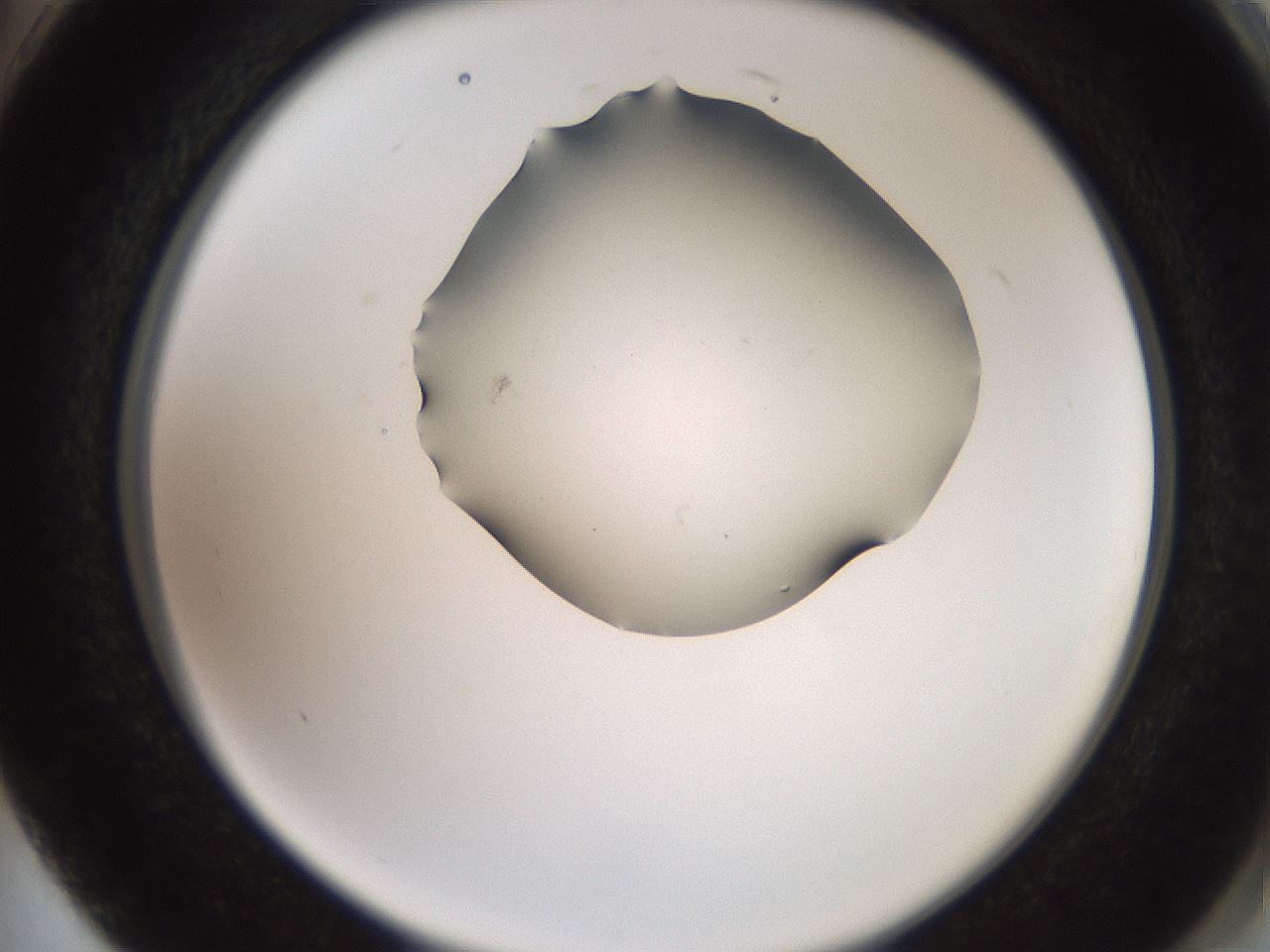 folderID561_plateID2561_batchID12867_wellNum74_profileID1_d2_r195804_ef.jpg