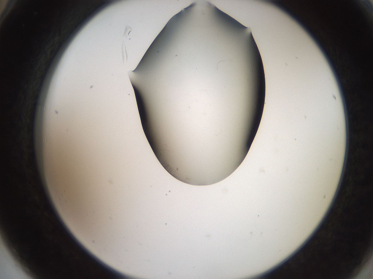 folderID561_plateID2561_batchID12867_wellNum78_profileID1_d2_r195812_ef.jpg