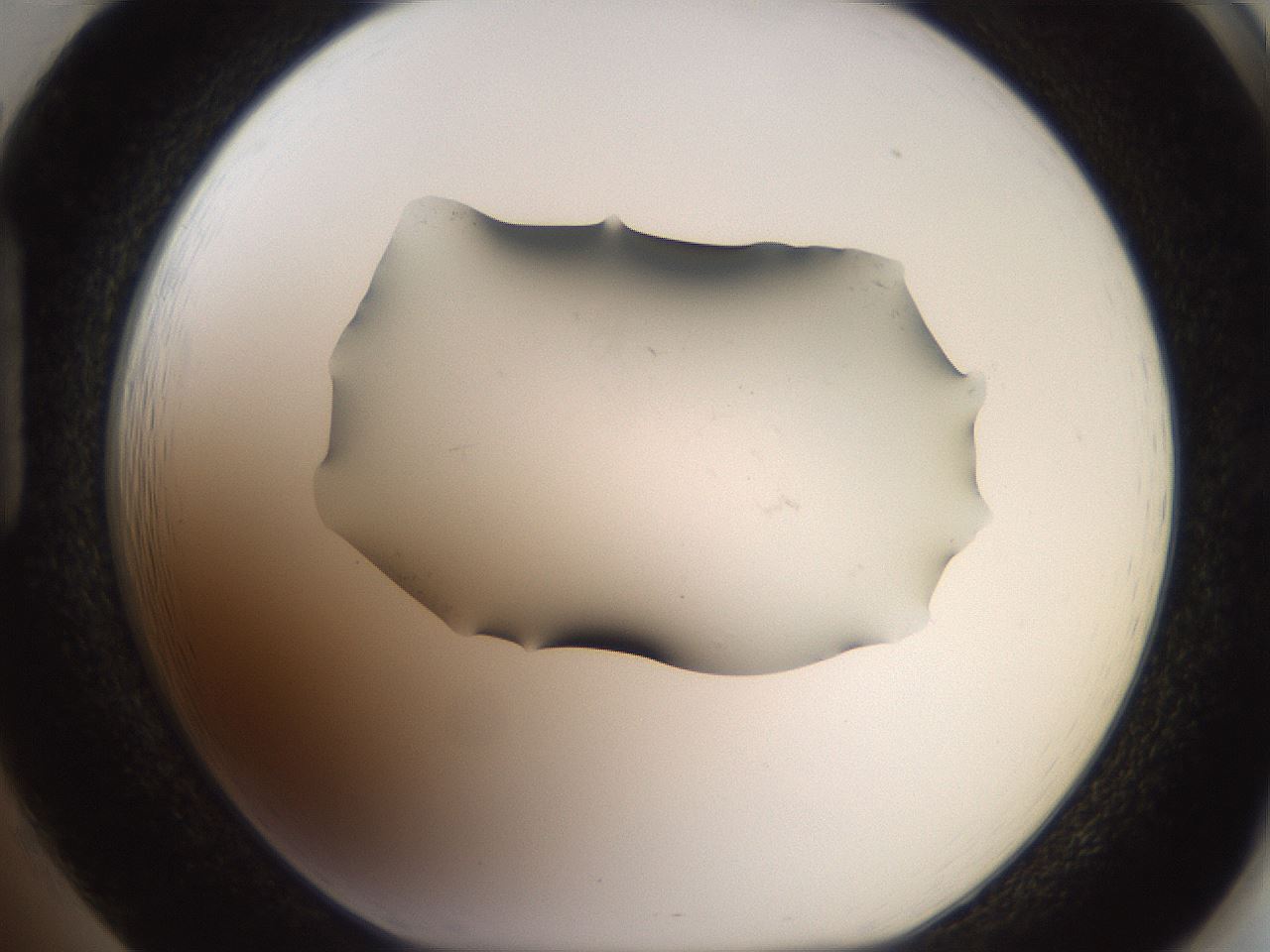 folderID561_plateID2561_batchID12867_wellNum85_profileID1_d1_r195825_ef.jpg