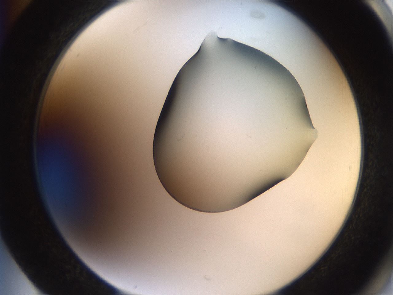 folderID561_plateID2561_batchID12867_wellNum85_profileID1_d2_r195826_ef.jpg