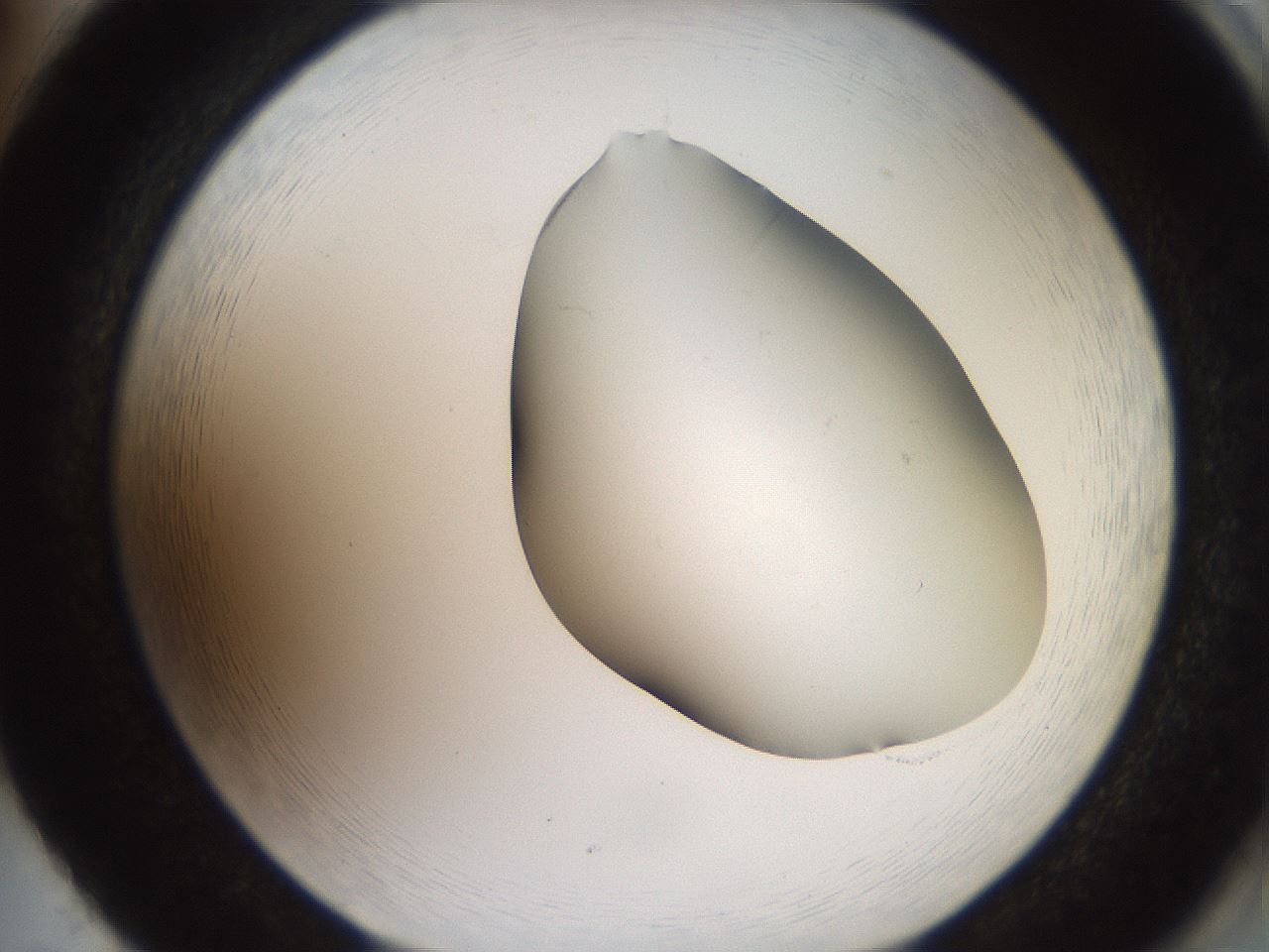 folderID561_plateID2561_batchID12867_wellNum86_profileID1_d2_r195828_ef.jpg