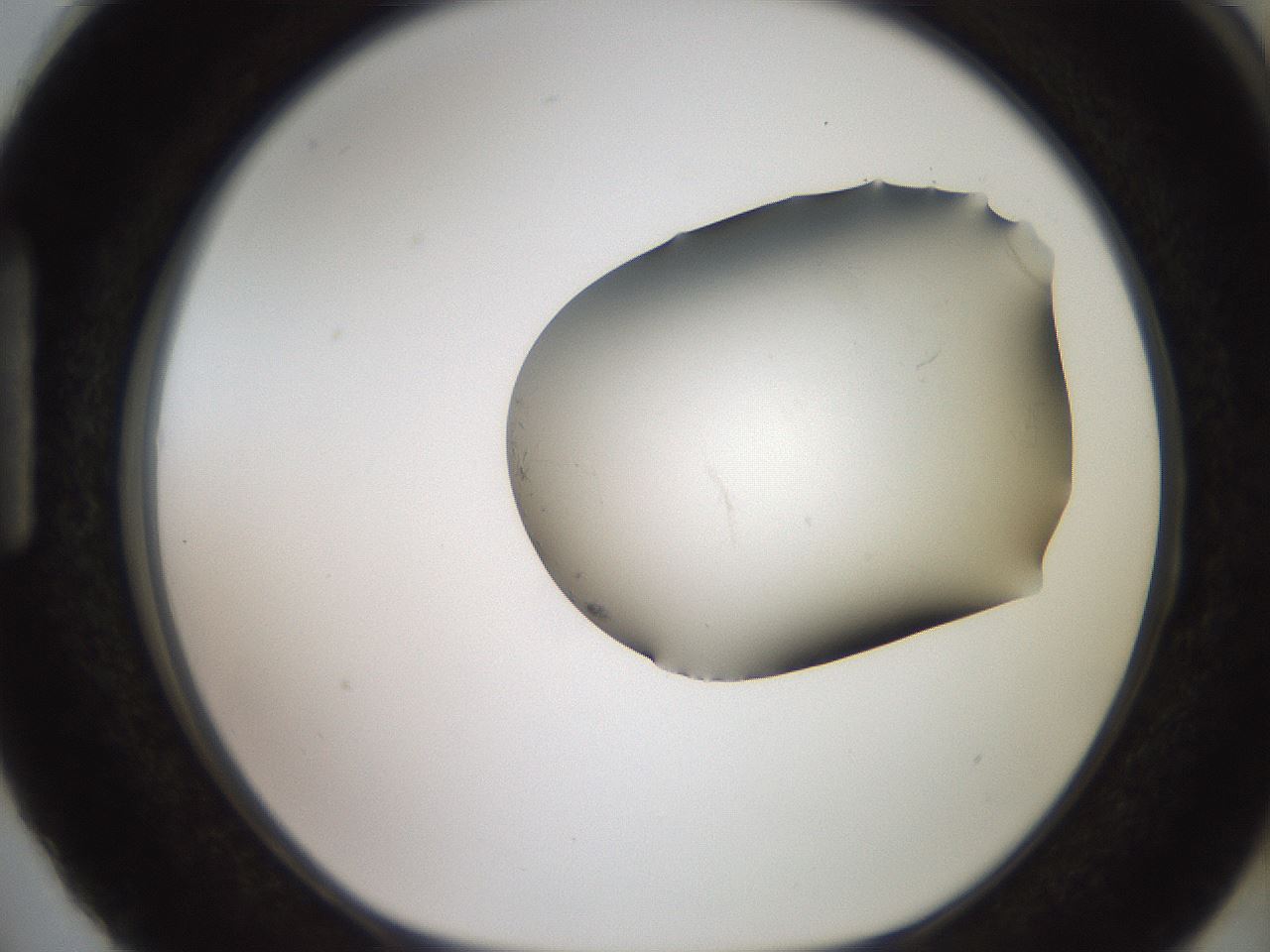 folderID561_plateID2561_batchID12867_wellNum87_profileID1_d1_r195829_ef.jpg