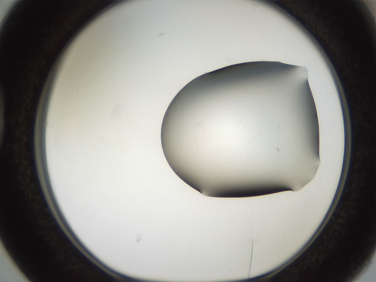 folderID561_plateID2561_batchID12870_wellNum38_profileID1_d1_r195731_ef.jpg