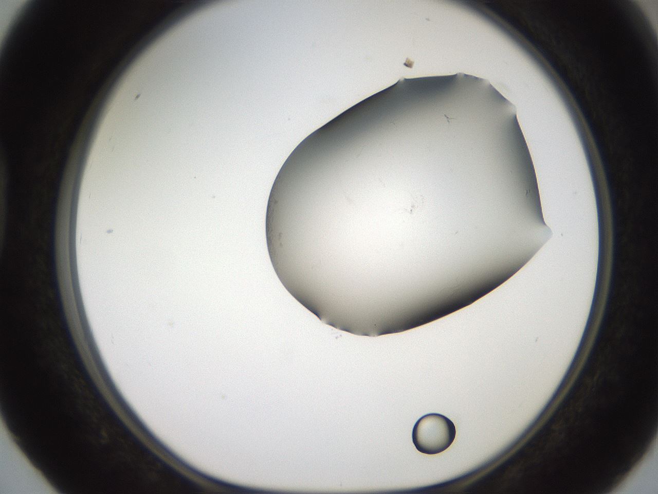 folderID561_plateID2561_batchID12870_wellNum40_profileID1_d1_r195735_ef.jpg