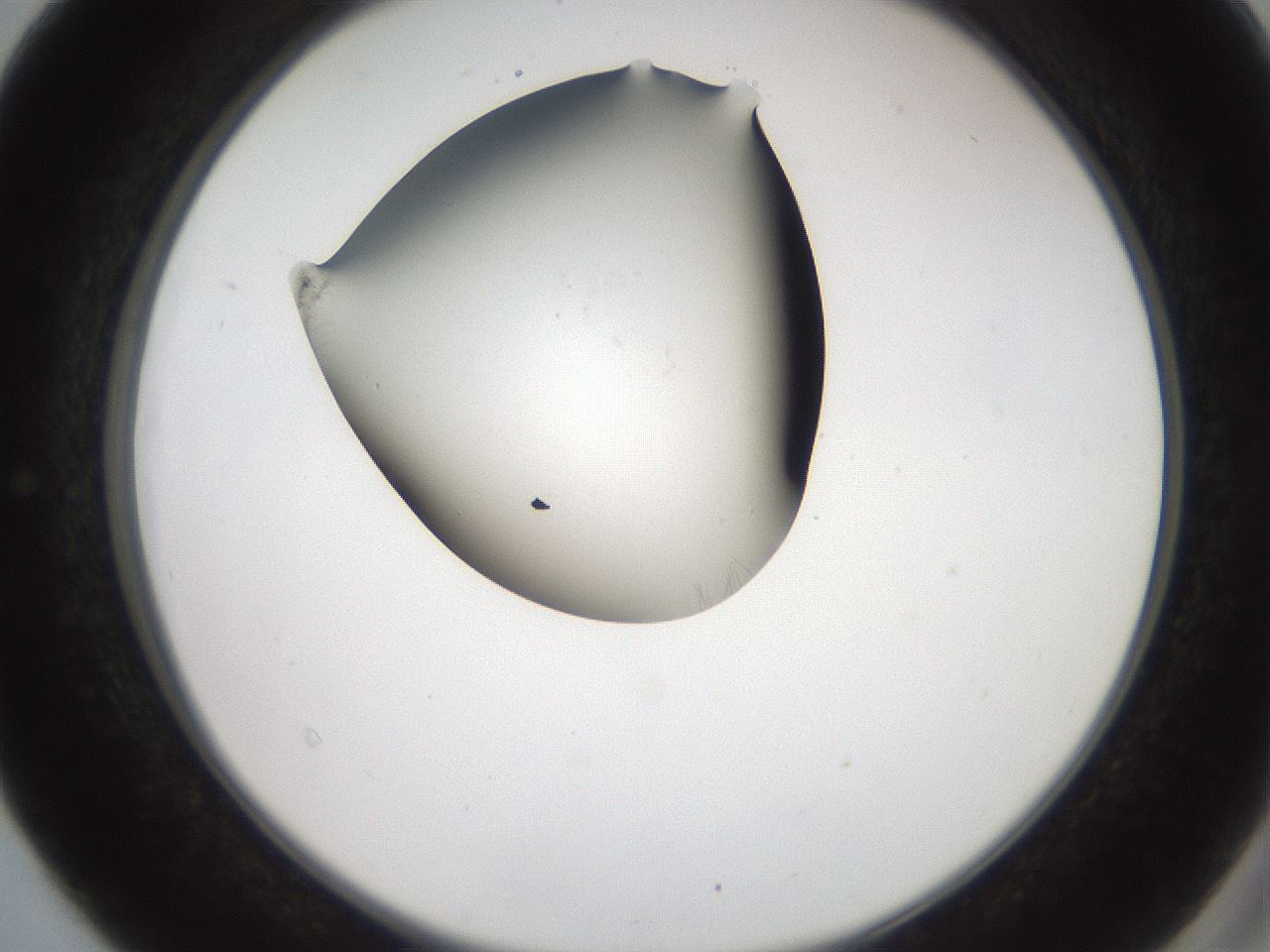 folderID561_plateID2561_batchID12870_wellNum40_profileID1_d2_r195736_ef.jpg