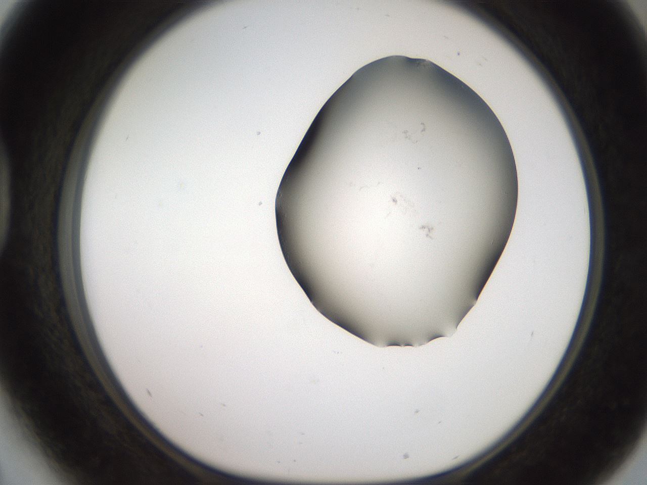 folderID561_plateID2561_batchID12870_wellNum41_profileID1_d1_r195737_ef.jpg