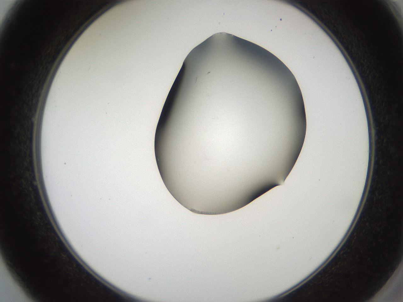 folderID561_plateID2561_batchID12870_wellNum49_profileID1_d2_r195754_ef.jpg