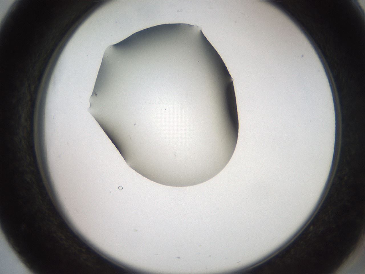 folderID561_plateID2561_batchID12870_wellNum51_profileID1_d2_r195758_ef.jpg