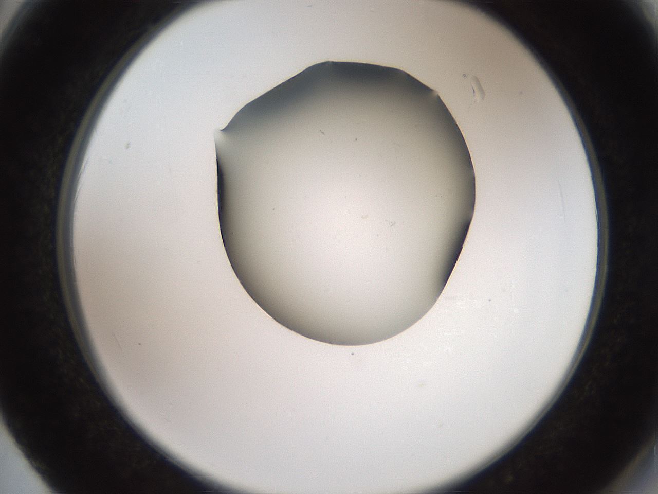 folderID561_plateID2561_batchID12870_wellNum62_profileID1_d2_r195780_ef.jpg