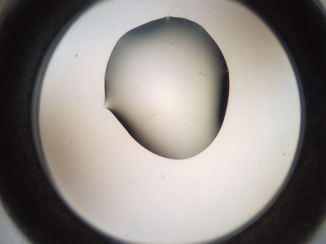 folderID561_plateID2561_batchID12870_wellNum66_profileID1_d2_r195788_ef.jpg