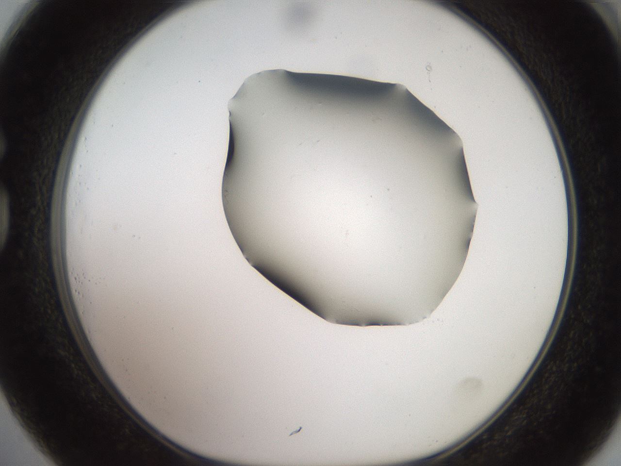 folderID561_plateID2561_batchID12870_wellNum73_profileID1_d1_r195801_ef.jpg