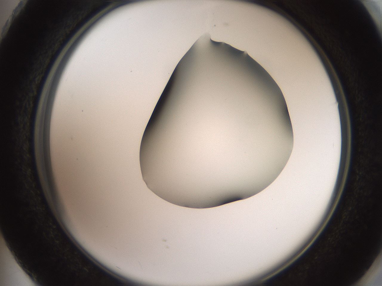 folderID561_plateID2561_batchID12870_wellNum73_profileID1_d2_r195802_ef.jpg
