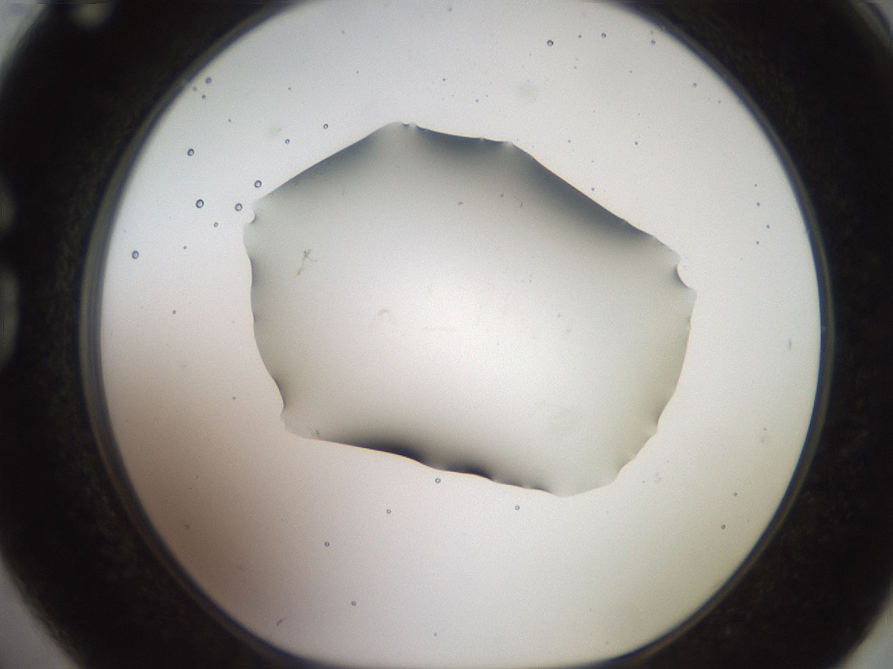 folderID561_plateID2561_batchID12870_wellNum74_profileID1_d1_r195803_ef.jpg