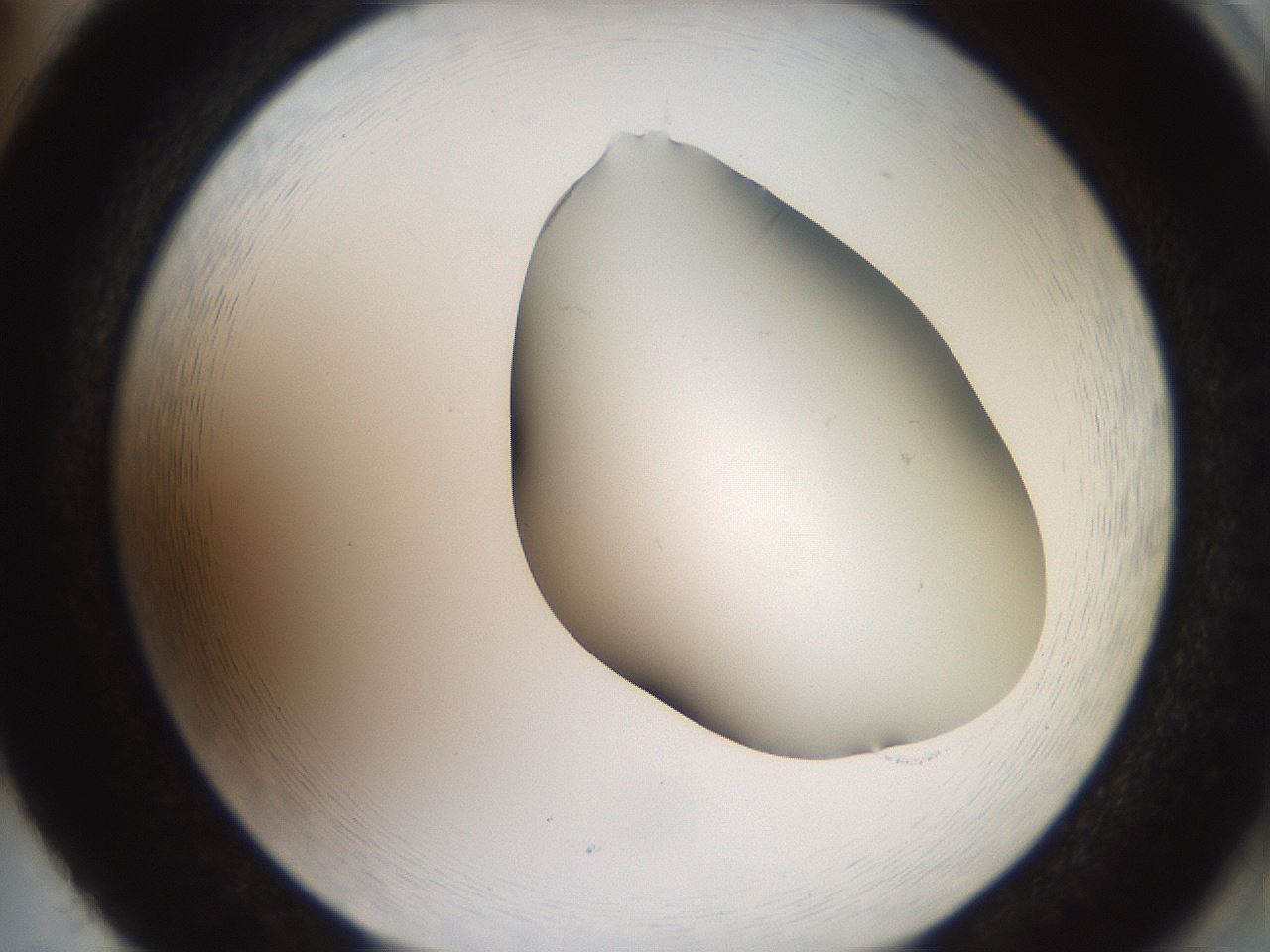 folderID561_plateID2561_batchID12870_wellNum86_profileID1_d2_r195828_ef.jpg