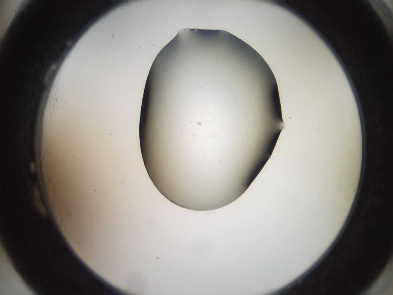 folderID561_plateID2561_batchID12870_wellNum87_profileID1_d2_r195830_ef.jpg