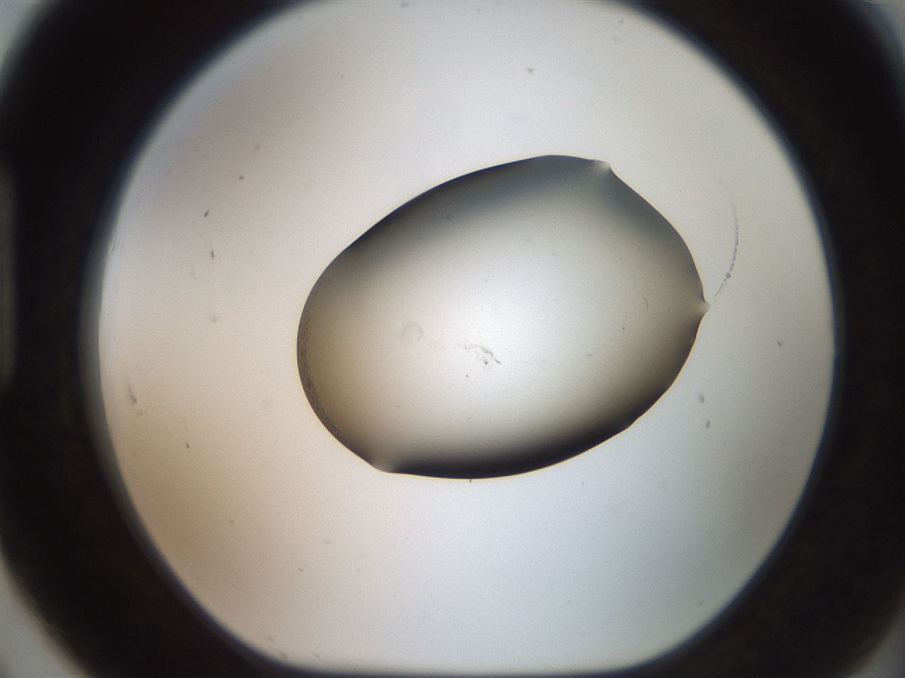 folderID561_plateID2561_batchID12870_wellNum91_profileID1_d1_r195837_ef.jpg