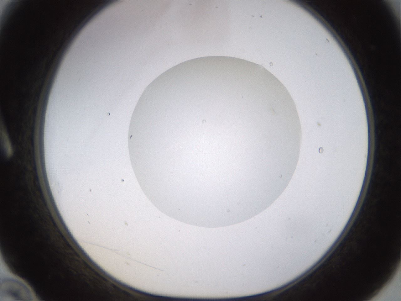 folderID562_plateID1562_batchID6303_wellNum10_profileID1_d1_r101373_ef.jpg