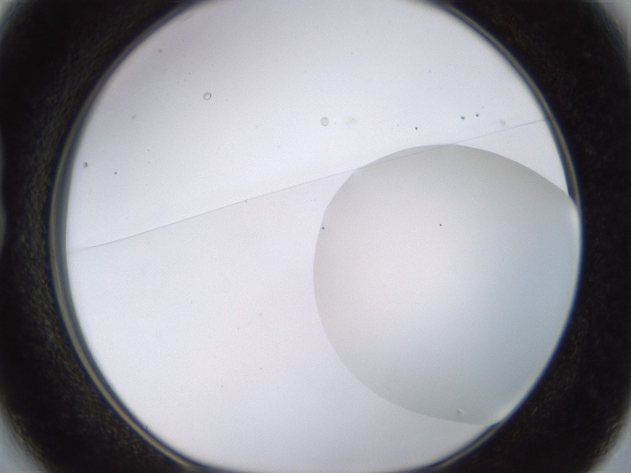 folderID562_plateID1562_batchID6303_wellNum13_profileID1_d1_r101376_ef.jpg