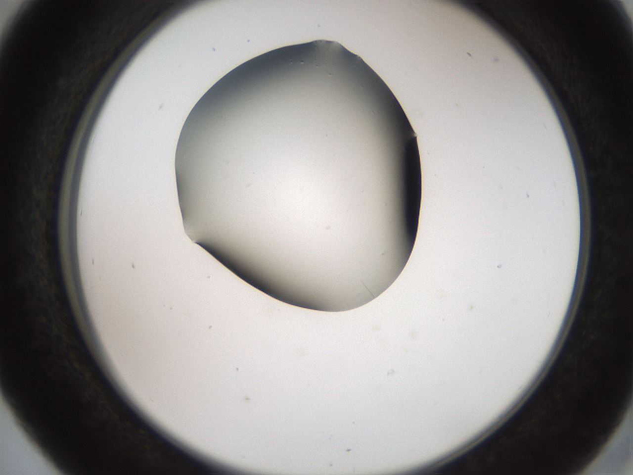 folderID561_plateID2561_batchID12870_wellNum41_profileID1_d2_r195738_ef.jpg