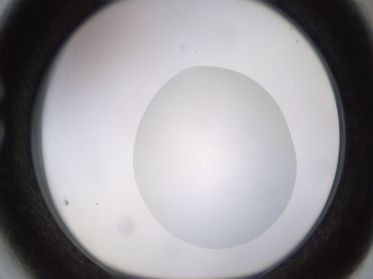 folderID562_plateID1562_batchID6303_wellNum27_profileID1_d1_r101390_ef.jpg