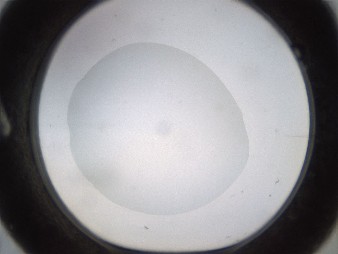 folderID562_plateID1562_batchID6303_wellNum7_profileID1_d1_r101370_ef.jpg