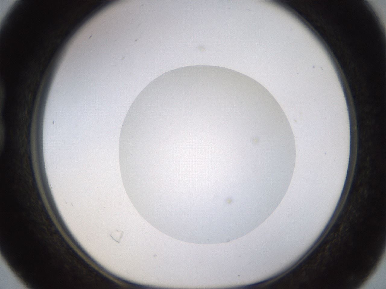 folderID562_plateID1562_batchID6303_wellNum16_profileID1_d1_r101379_ef.jpg