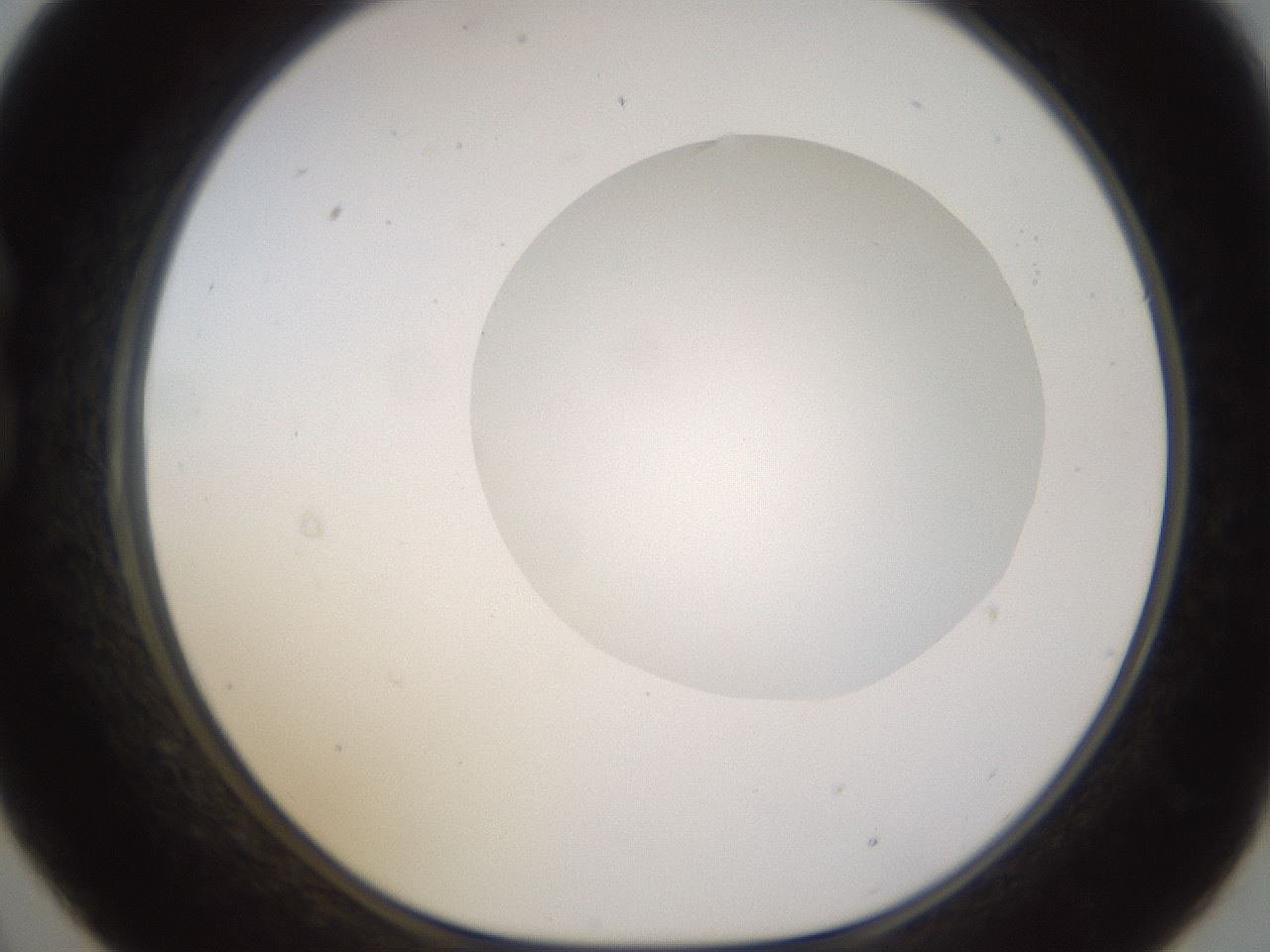 folderID562_plateID1562_batchID6303_wellNum21_profileID1_d1_r101384_ef.jpg