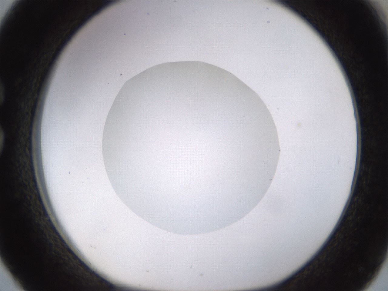 folderID562_plateID1562_batchID6303_wellNum26_profileID1_d1_r101389_ef.jpg