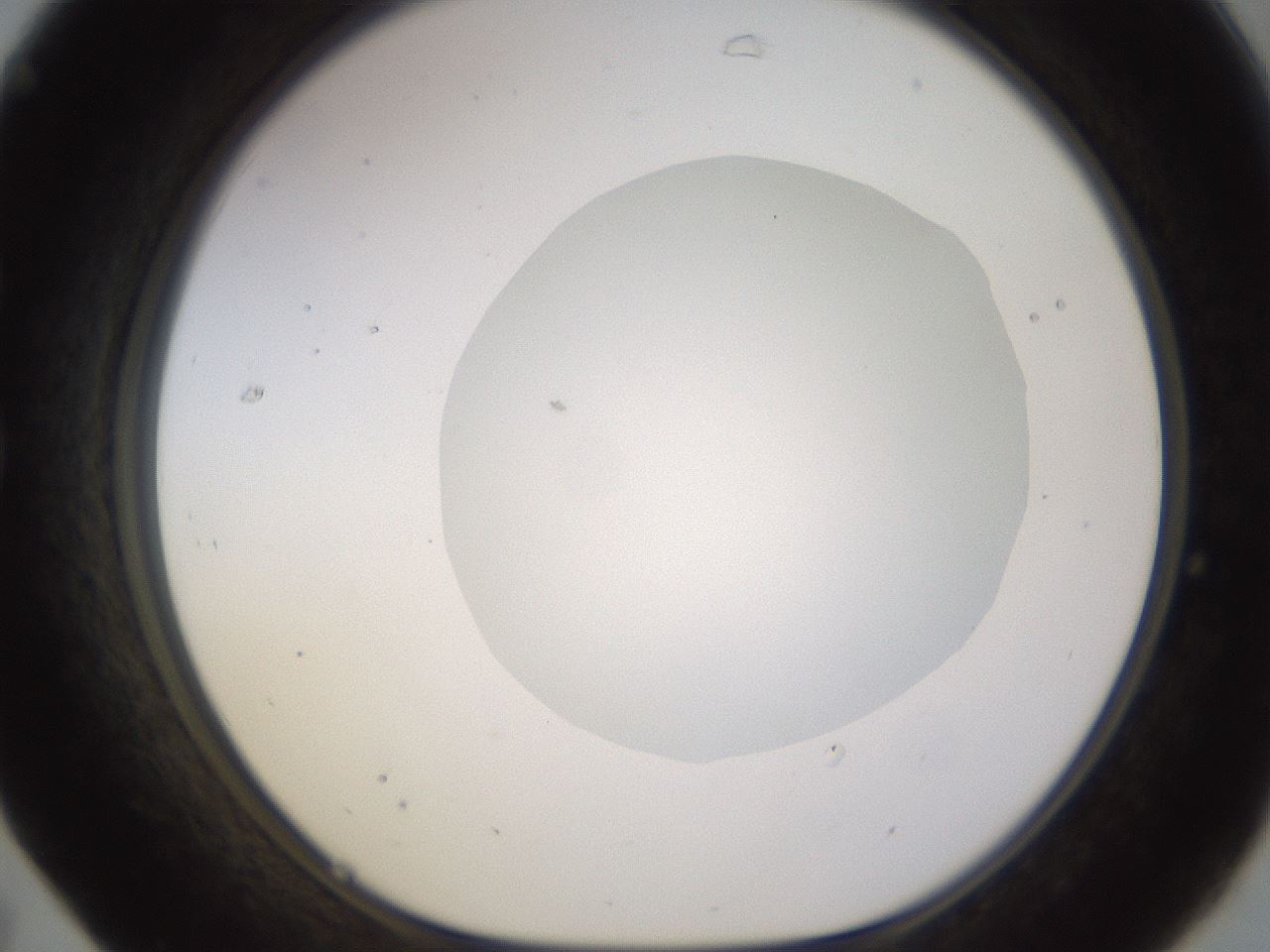 folderID562_plateID1562_batchID6303_wellNum31_profileID1_d1_r101394_ef.jpg