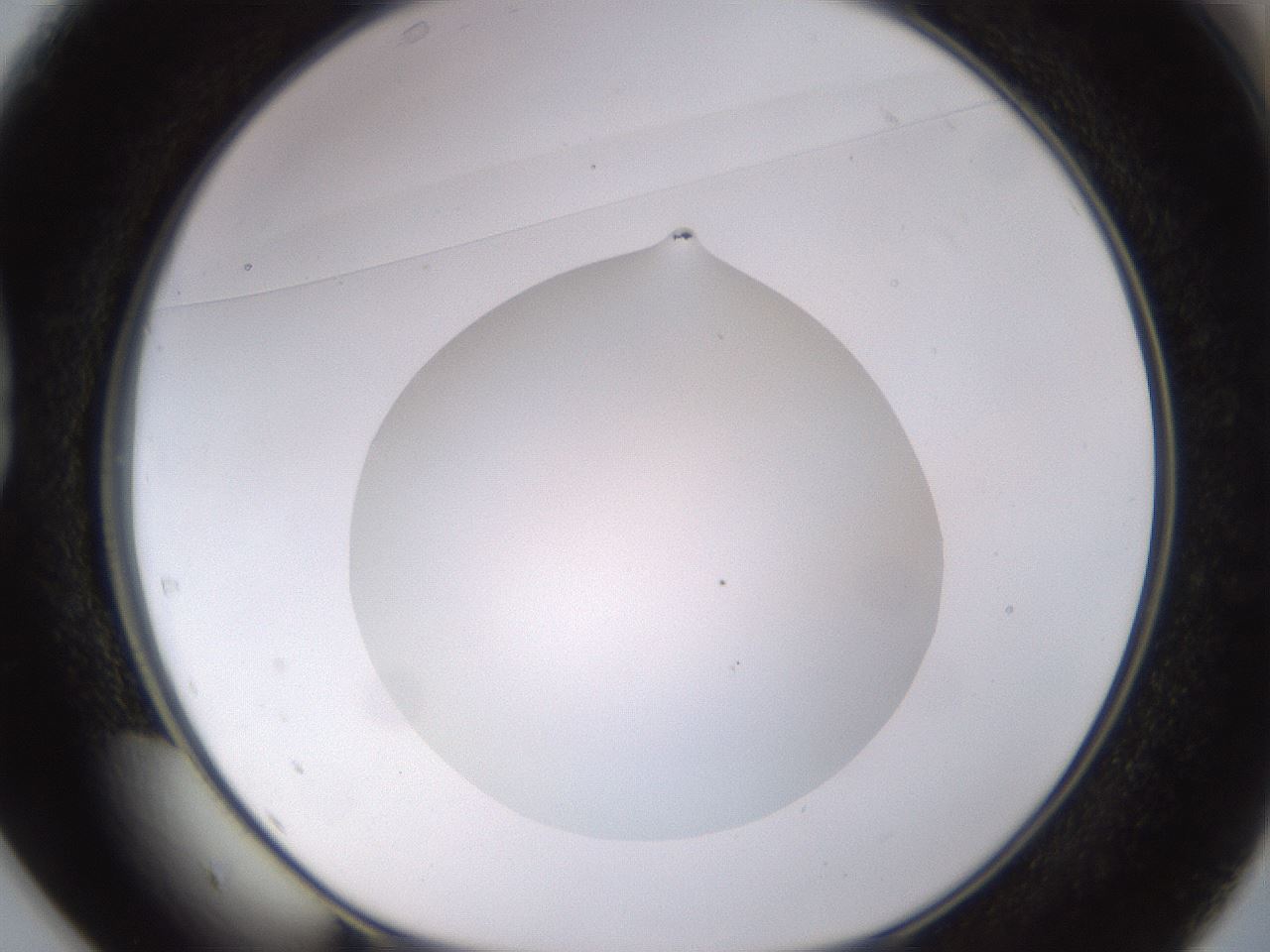 folderID562_plateID1562_batchID6303_wellNum37_profileID1_d1_r101400_ef.jpg