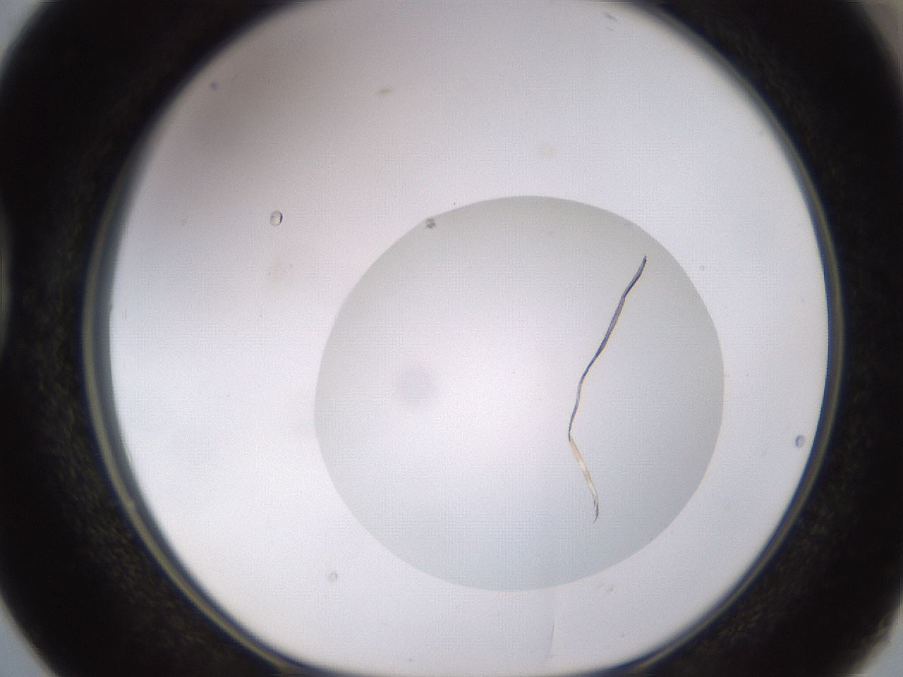folderID562_plateID1562_batchID6303_wellNum38_profileID1_d1_r101401_ef.jpg