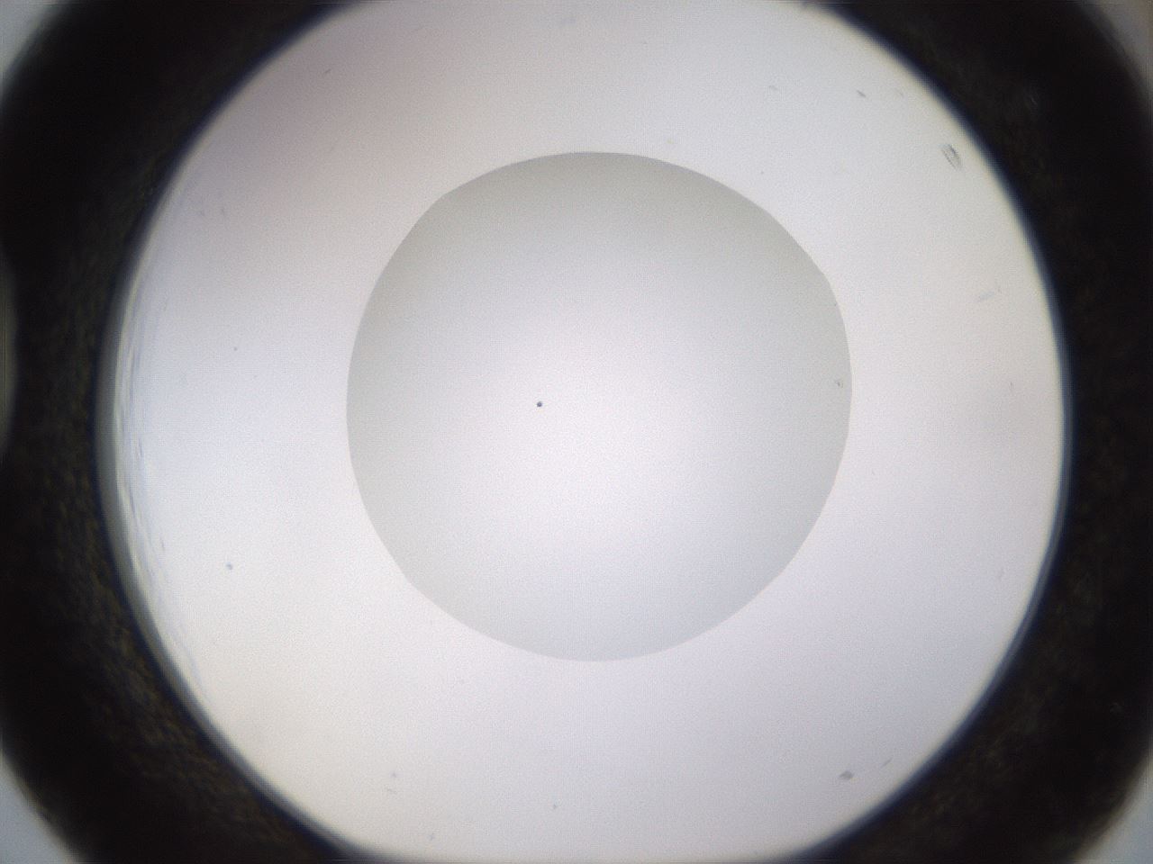 folderID562_plateID1562_batchID6303_wellNum39_profileID1_d1_r101402_ef.jpg