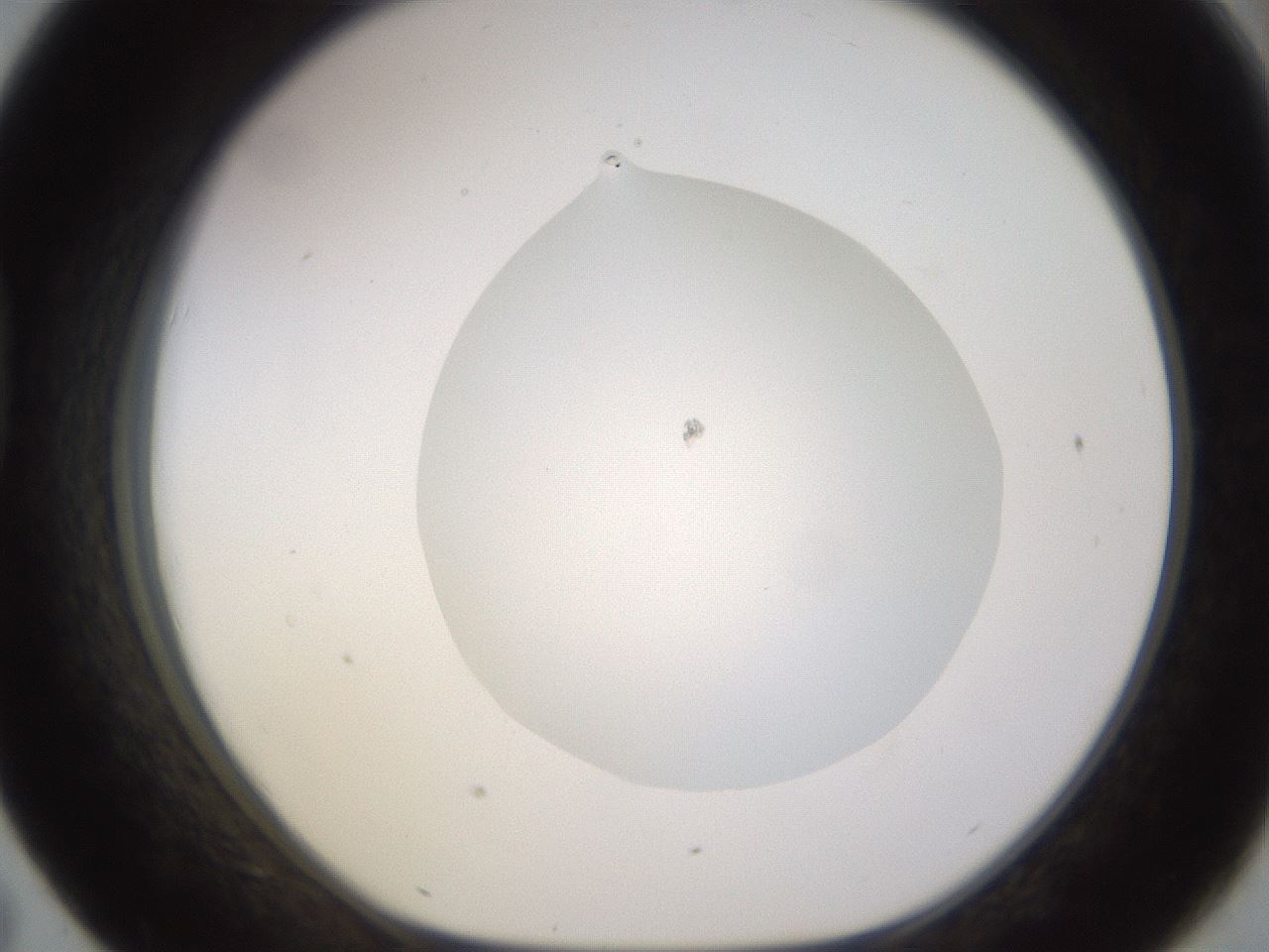 folderID562_plateID1562_batchID6303_wellNum43_profileID1_d1_r101406_ef.jpg
