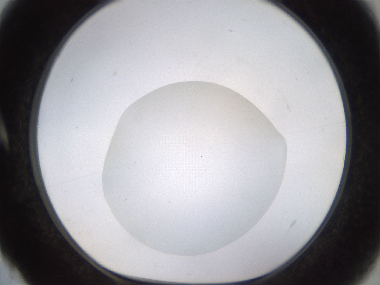 folderID562_plateID1562_batchID6303_wellNum4_profileID1_d1_r101367_ef.jpg