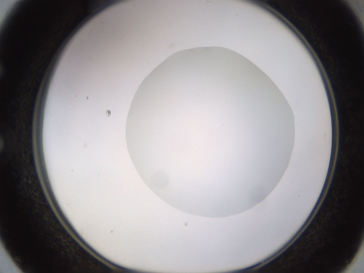 folderID562_plateID1562_batchID6303_wellNum50_profileID1_d1_r101413_ef.jpg